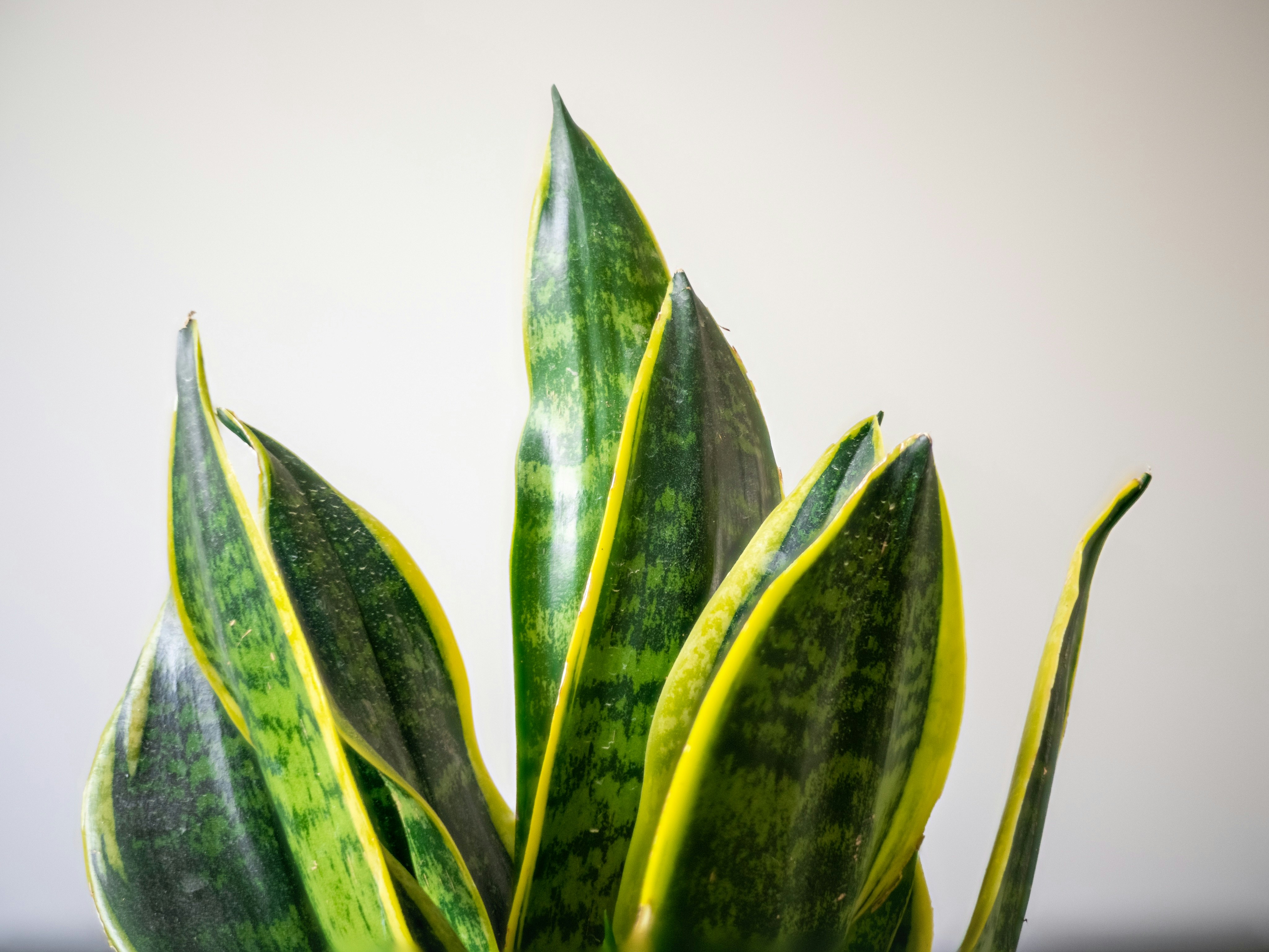 green plant on white table